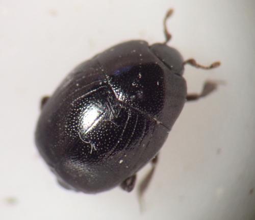 Gnathoncus communis